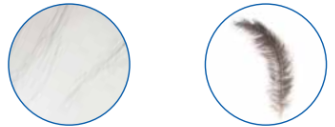 毛发、羽毛.png 毛发、羽毛.png